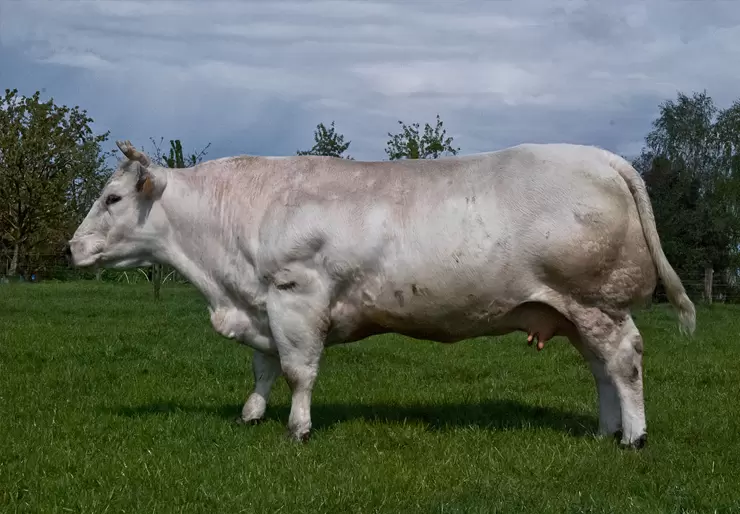 Belgian Blue