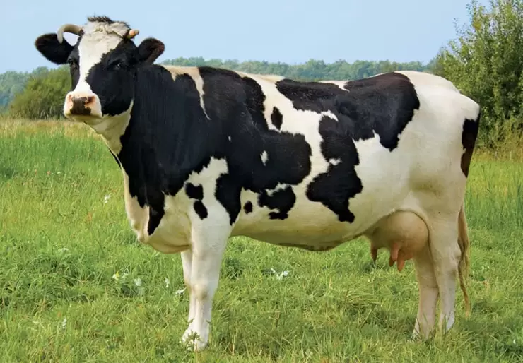 Holstein Friesian