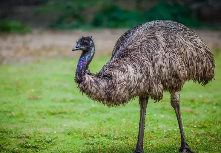 Emus