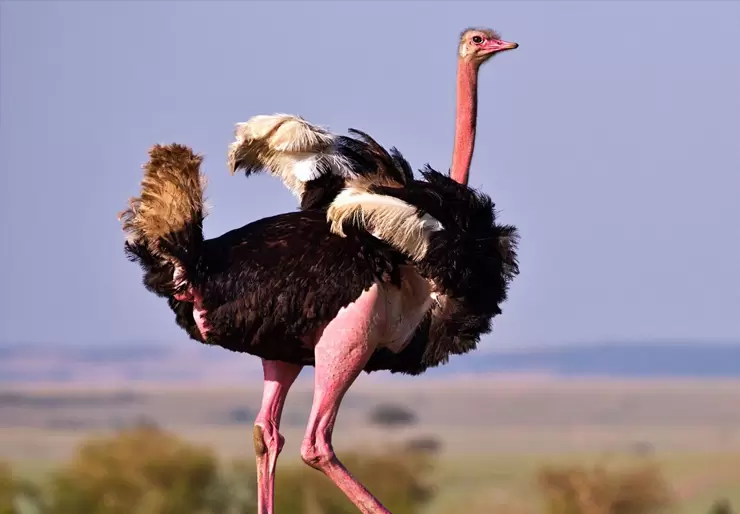Ostrich