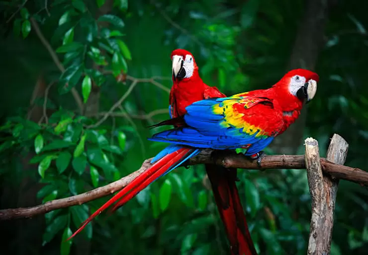 Scarlet Macaw