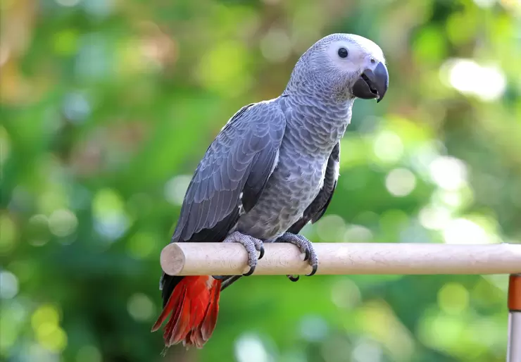 African Grey Parrot